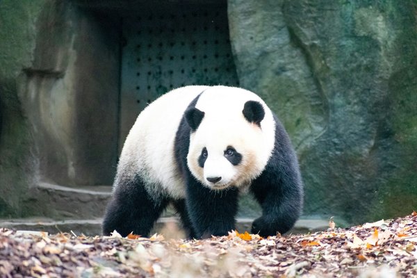 Comment organiser une expédition pour voir les pandas géants dans le Sichuan, Chine?